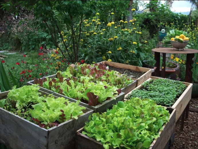Vegetable Garden